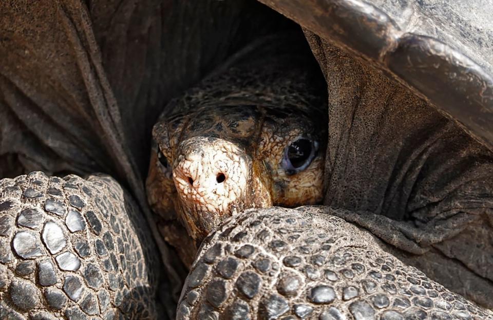 A specimen of the giant Galapagos tortoise Chelonoidis phantasticus, thought to have gone extint about a century ago, is seen at the Galapagos National Park on Santa Cruz Island in the Galapagos Archipelago.