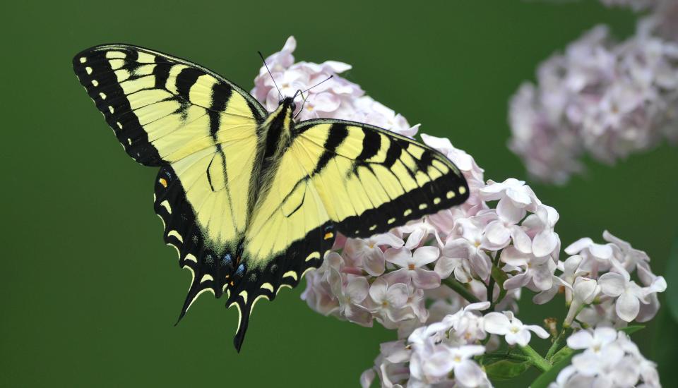 A swallowtail butterfly adds even more color to the spring scene as it arrives for an afternoon fueling stop at a lilac in this photo from last spring.