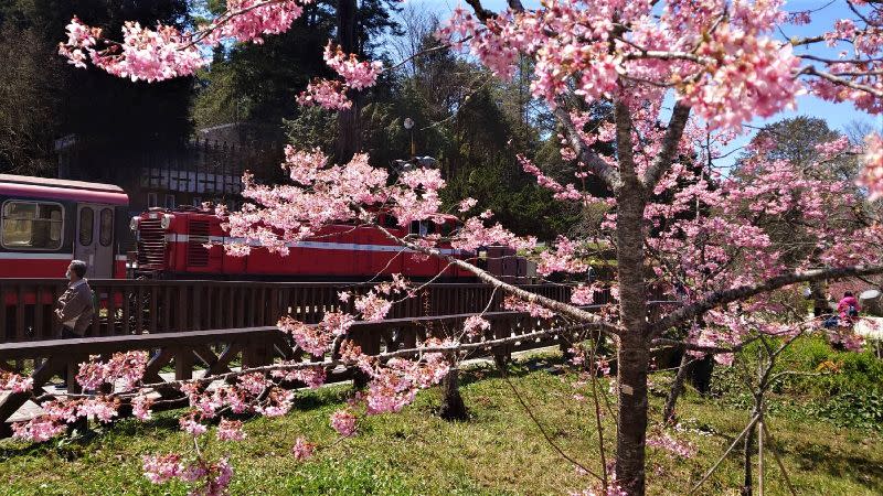 阿里山上目前種植多種櫻花樹，其中大島櫻更是台灣獼猴的最愛。（資料照／中央社）