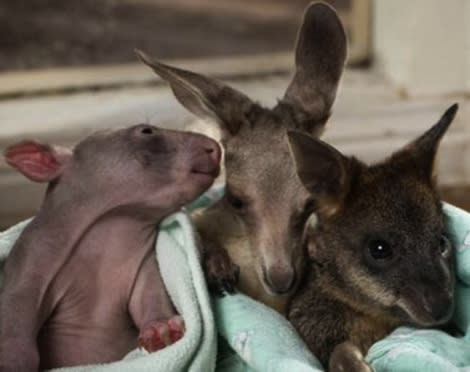 Cupcake, Anzac and Peggy.