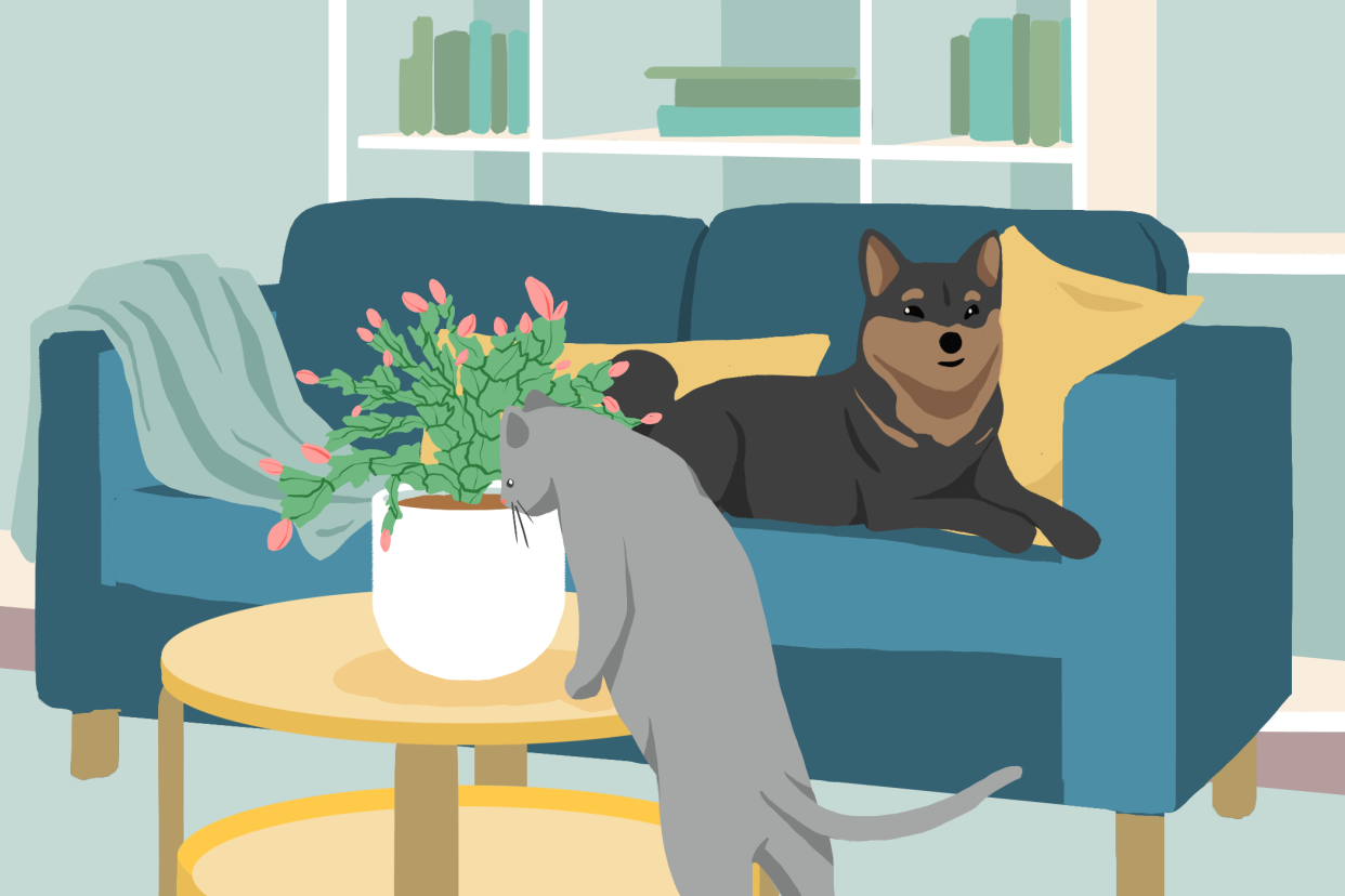 illustration of a dog and cat near a christmas cactus