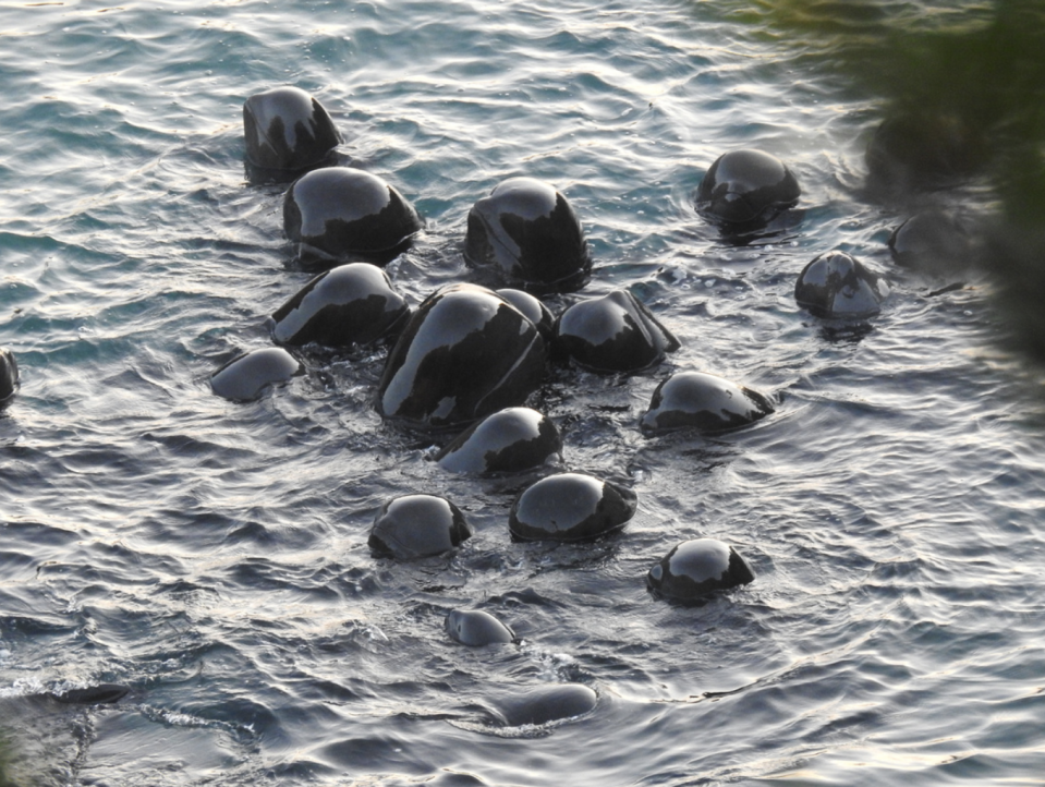 A group of black pilot whales huddled together in the water before they are slaughtered.