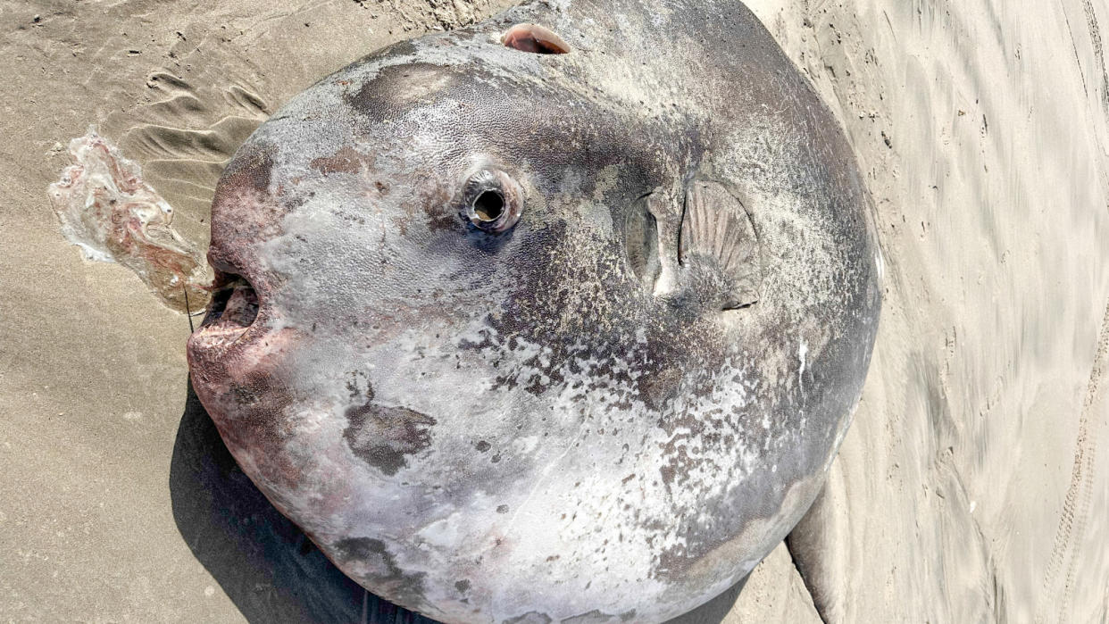  Close up of the hoodwinker sunfish on the sandy beach. 