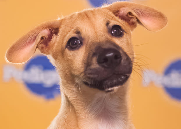 Biscuit is a 12-week-old Puerto Rican Sato whose mom is Julia Roberts--so she is clearly destined for greatness. (Photo by Keith Barraclough/DCL)