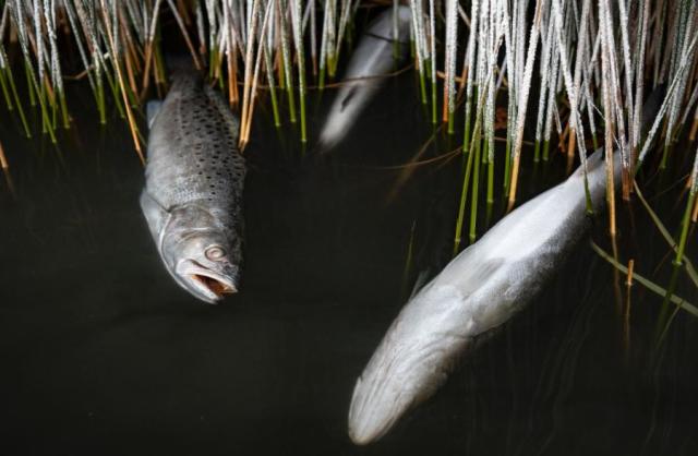 See any cold stunned fish in NC? This agency wants you to report it