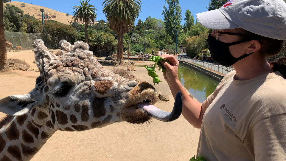 如實驗結果理想的話，這些動物疫苗最終將被分發到其他動物園。
