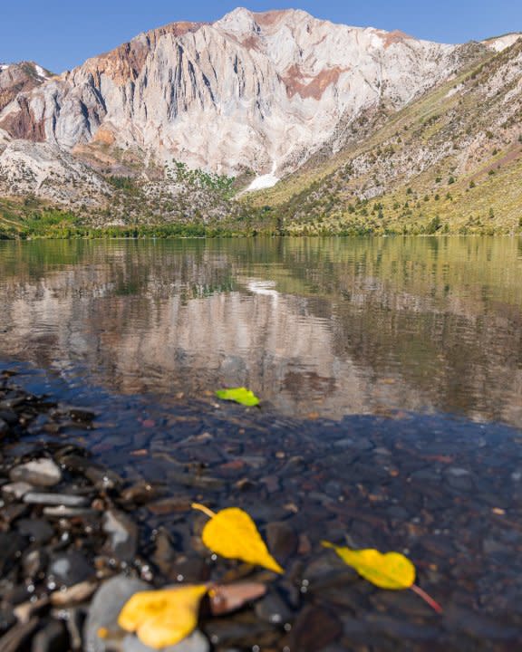 Photo shows several leaves that fell shortly after turning yellow at Convict Lake near Mammoth, California in September 2023. (Samantha Lindberg, Mammoth Lakes Tourism)