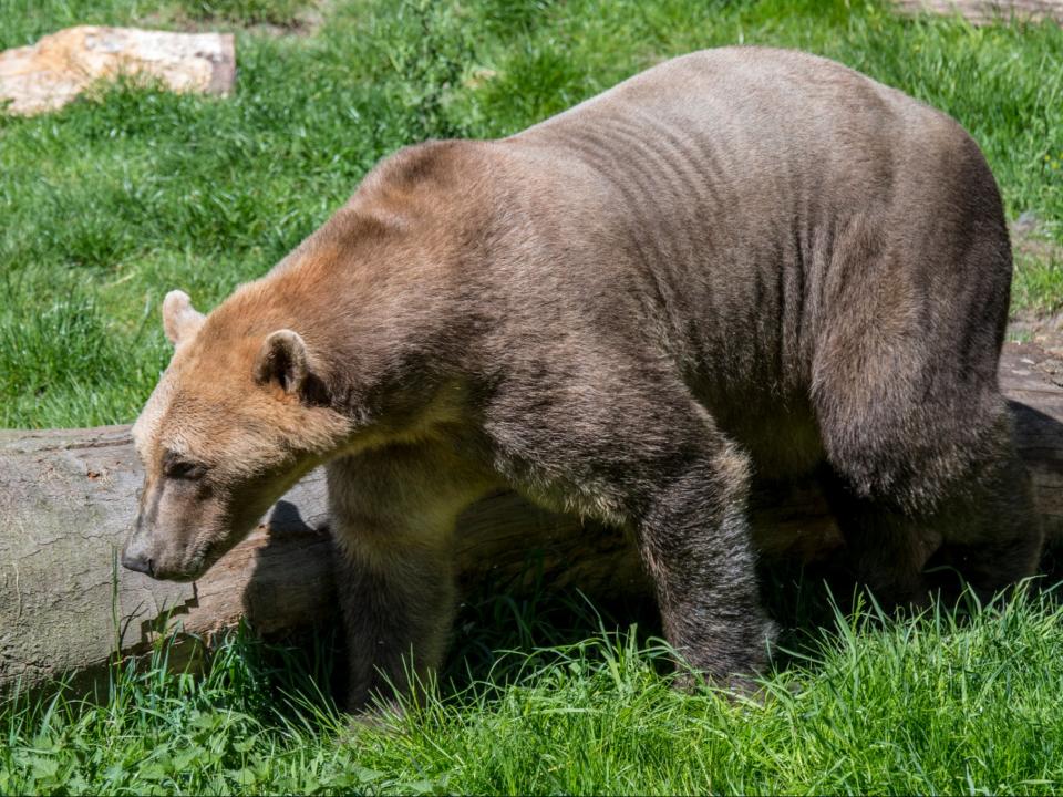 A hybrid polar-grizzly bear, known as a ‘grolar’ or ‘pizzly’ bear (Getty)