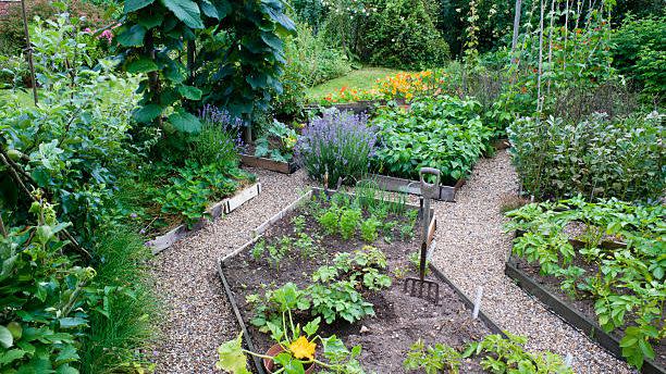 garden in full bloom with vegetables