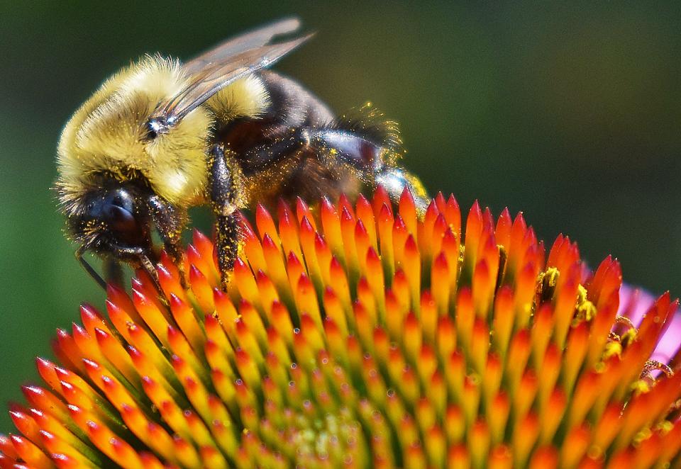 A bee on a flower near the Swansea Town Beach in July 2023.