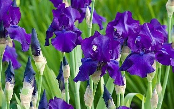 Some species of tall beard Iris, pictured, will bloom again and again - GAP PHOTOS