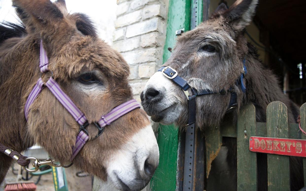 There are currently around 45.8 million donkeys in the world - .