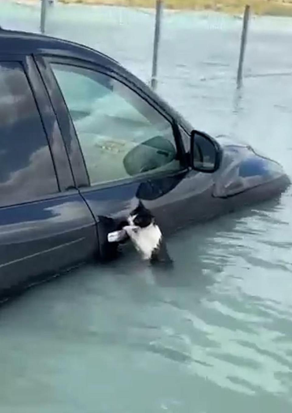 貓貓緊緊握住一輛泡水車的門把，試圖不讓自己完全滅頂。（翻自《每日郵報》）