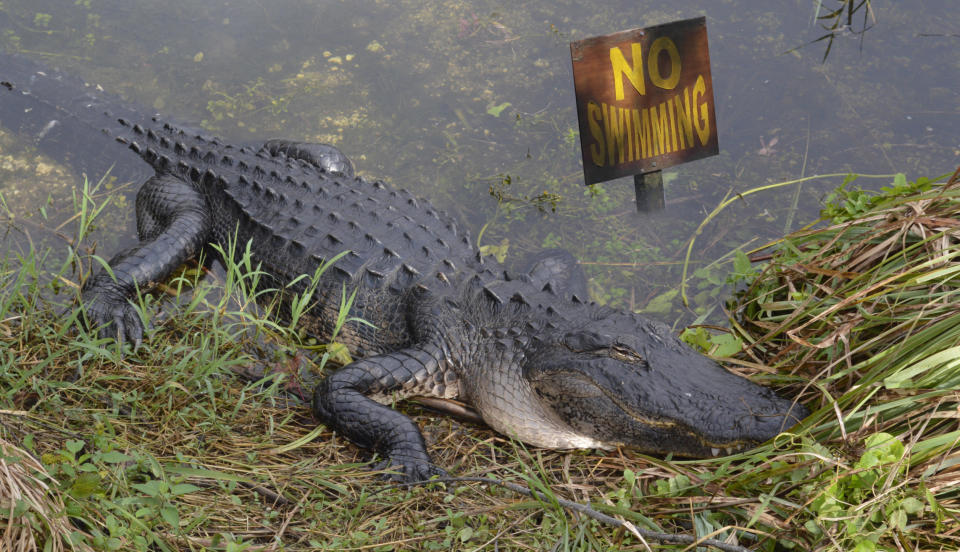 Florida alligator and no swimming sign.