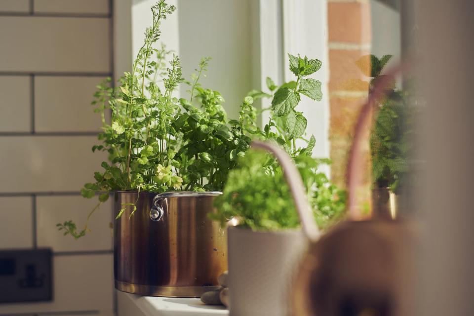 close up of green herbs in plant pots in a domestic home