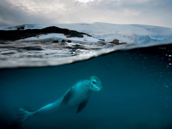 Leopard Seal, Anvers Island