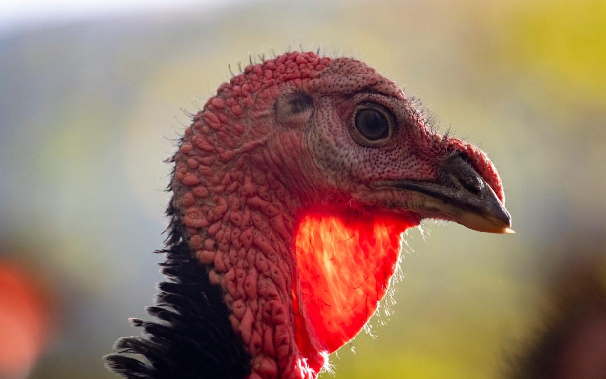 Christmas turkey shortage warning as bird flu wipes out half of all Britain's free-range stock - Tim Clarke for The Telegraph