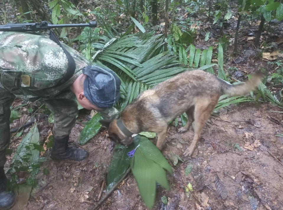Efforts to find them were stepped up after rescue teams, including search dogs, found discarded fruit the children ate to survive and improvised shelters made with jungle vegetation (Aeronáutica Civil de Colombia)