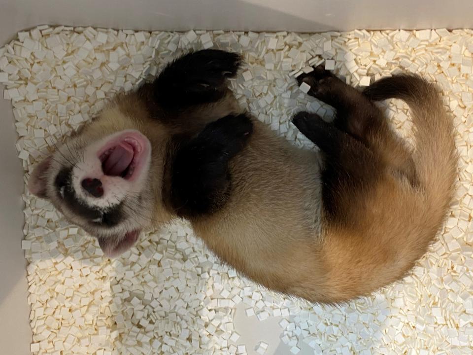 A black-footed ferret kit from the Phoenix Zoo.