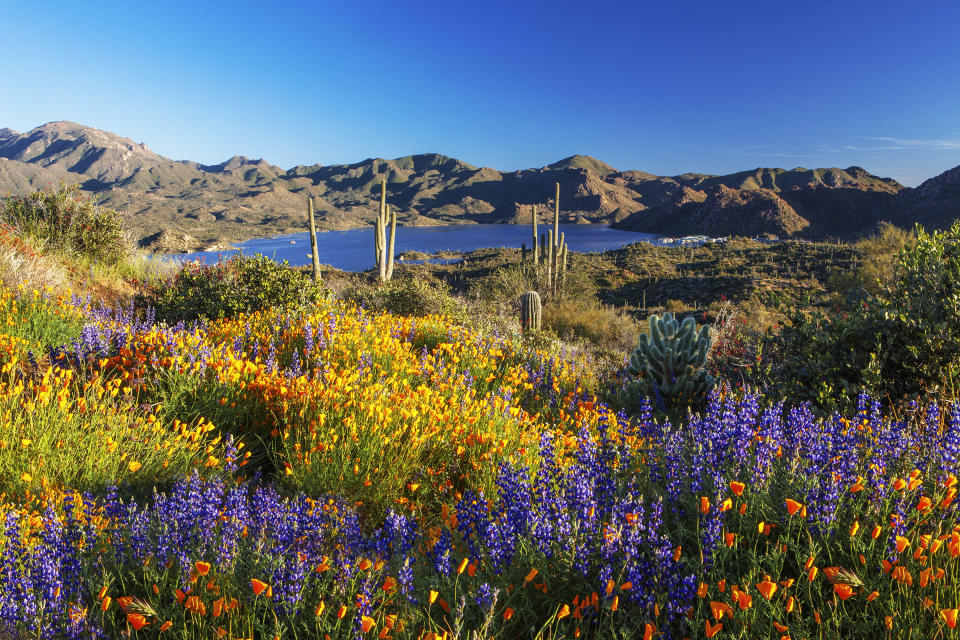 wildflowers blooming near an arizona lake