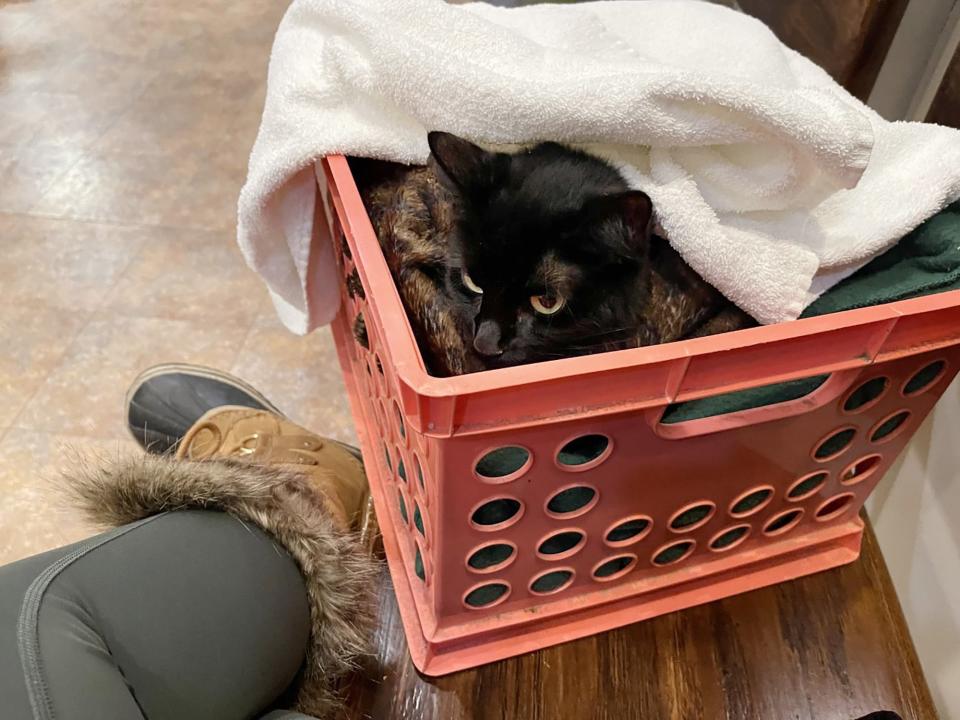 Freezy, stays warm in a crate while waiting with her rescuer Jenay Chartier for a vet visit after she was rescued from a frozen pond with three of her paws frozen in the snow.