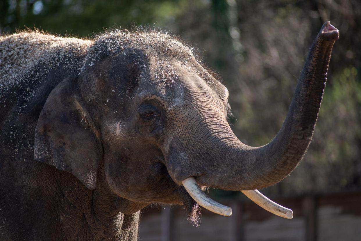 Beco the Asian elephant waves his trunk in this undated photo from the Columbus Zoo and Aquarium. The 13-year-old animal died Saturday from elephant endotheliotropic herpesvirus, according to the zoo.