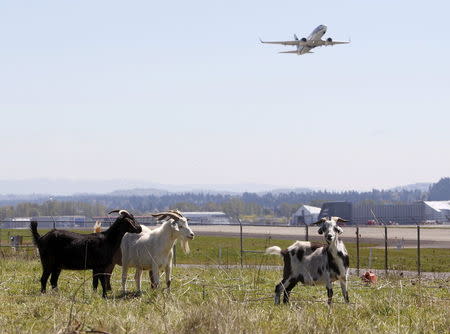 A plane takes off as a herd of goats grazes at the Portland International Airport in Portland, Oregon April 17, 2015. REUTERS/Steve Dipaola