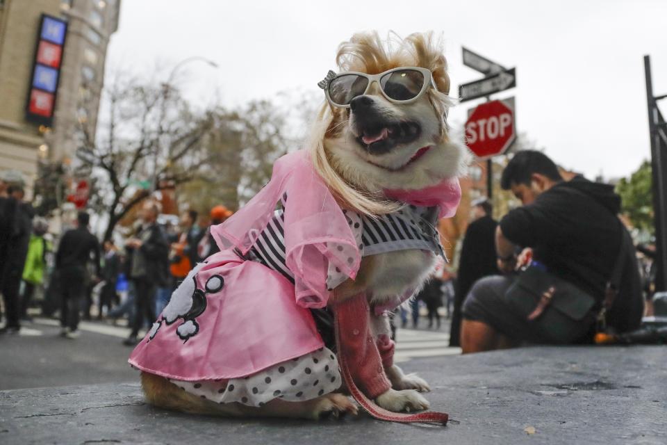 Lola, a chihuahua, waits with revelers before they march in the Greenwich Village Halloween Parade, Thursday, Oct. 31, 2019, in New York. (AP Photo/Frank Franklin II)