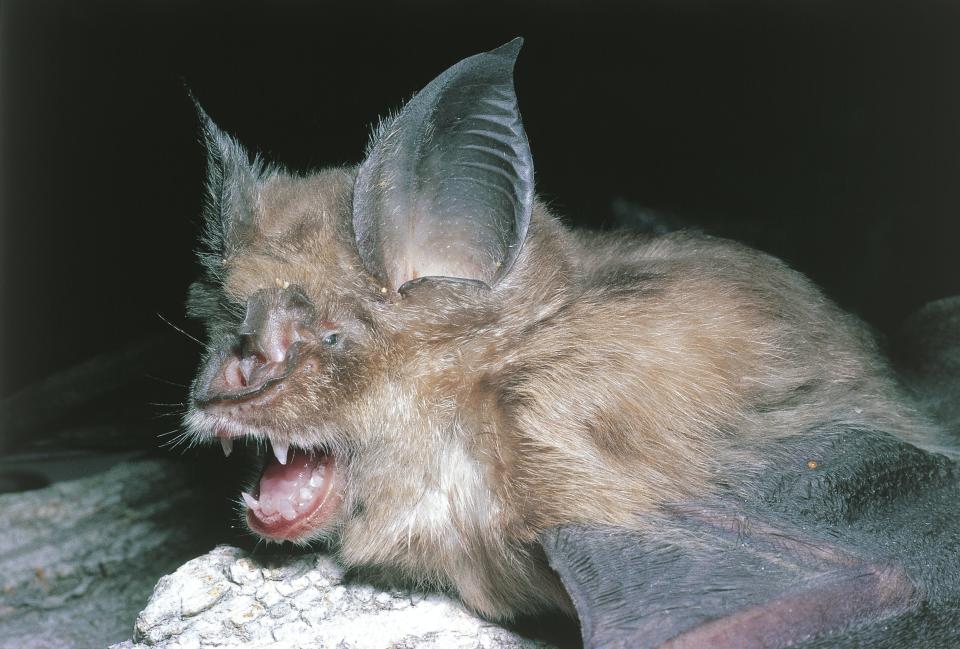 horseshoe bat