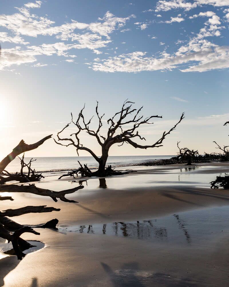Driftwood Beach, on Jekyll Island's eastern coast. | Peter Frank Edwards
