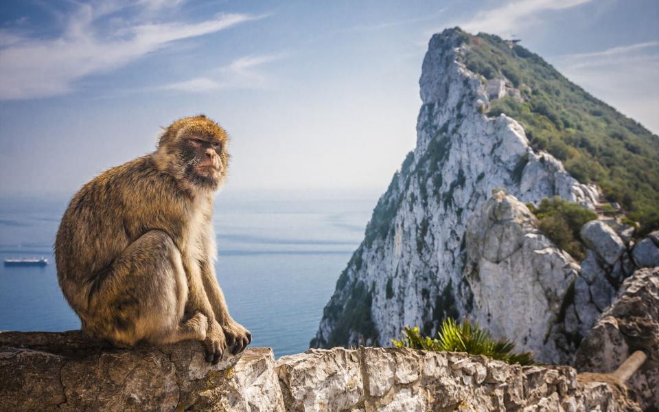 Gibraltar is home to a troop of mischievous Barbary macaques - Credit: anilah - Fotolia