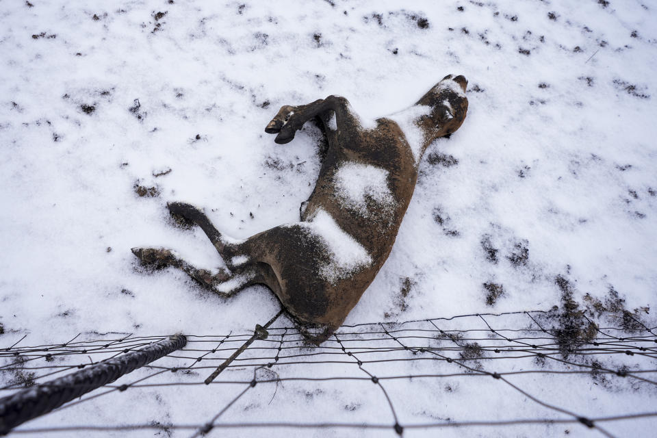 Snow covers a calf killed by the Smokehouse Creek Fire, Thursday, Feb. 29, 2024, in Fritch, Texas. A wildfire spreading across the Texas Panhandle became the largest in state history Thursday. (AP Photo/Julio Cortez)