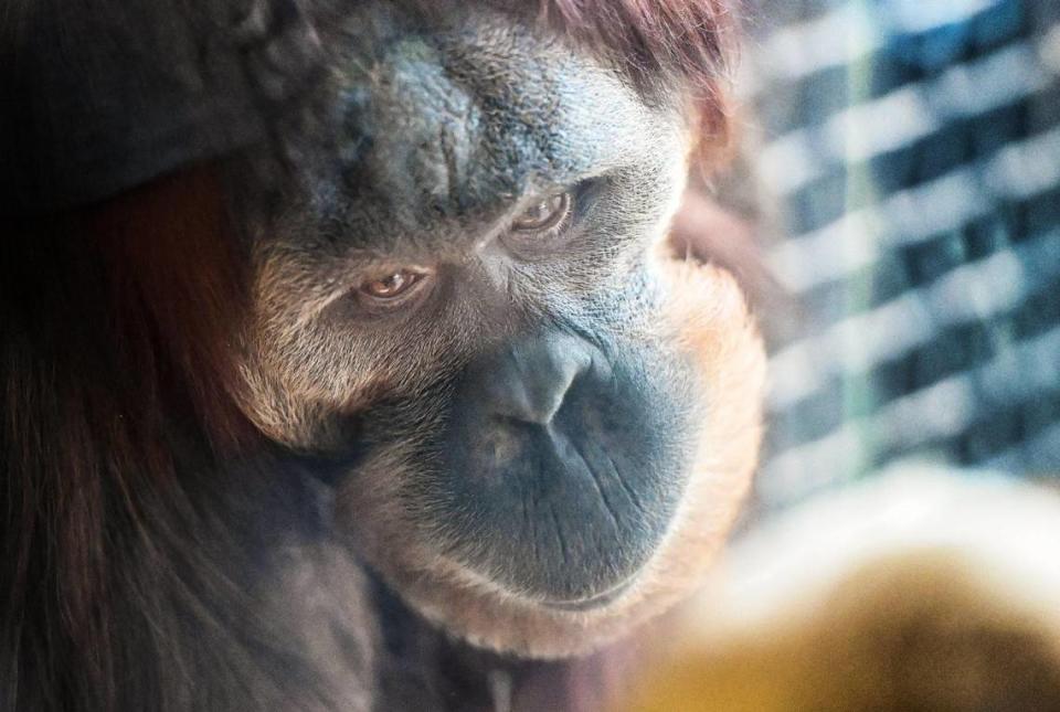 Guests get a close look through the glass at an orangutan in its exhibit inside the new Kingdoms of Asia section of the Fresno Chaffee Zoo that opened to the public on Saturday, June 3, 2023. CRAIG KOHLRUSS/ckohlruss@fresnobee.com