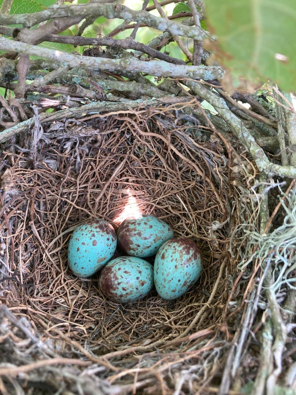 Near the area I was hand weeding, I came across this bird nest, a discovery I would not have made if I wasn't spending extra time in my garden.