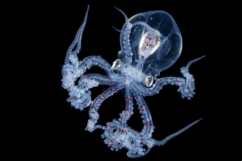 Larve des Wunderpus photogenicus