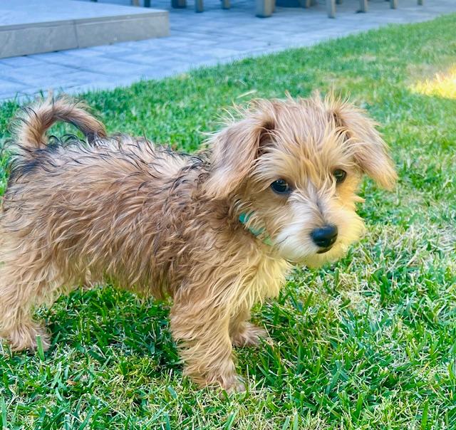 A cute terrier puppy looks at the camera.