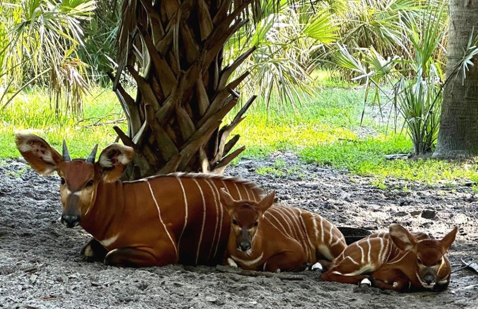Three of the Jacksonville Zoo and Gardens' six eastern bongos rest together in Africa Loop exhibit. Part of the antelope family and native to Kenya, the critically endangered species herd at the local zoo recently had a new arrival named Mojo (right).
