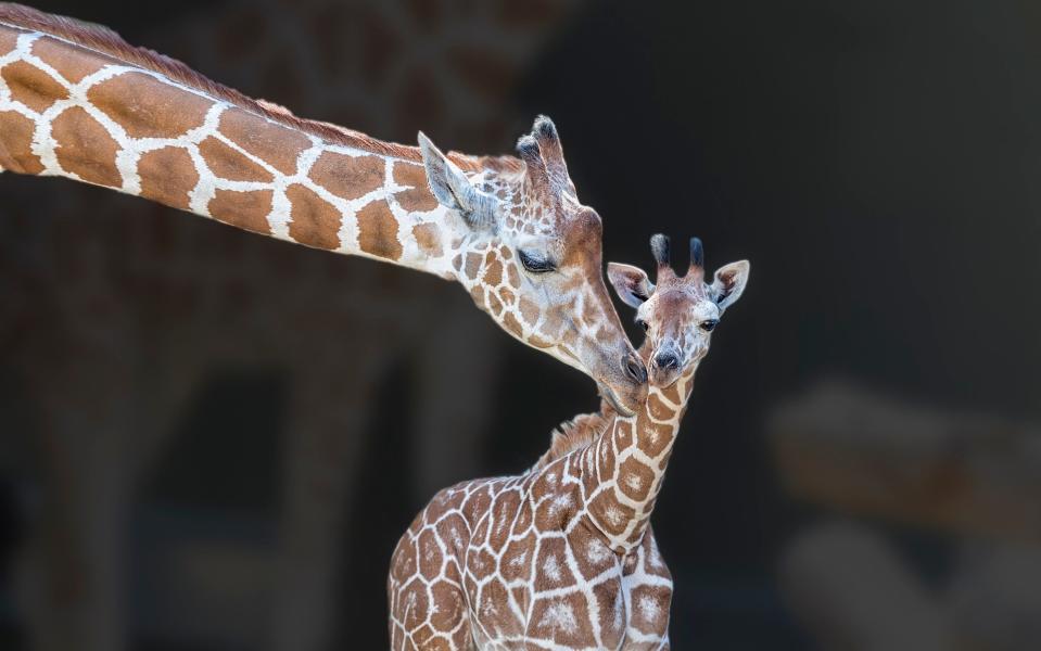 A mother giraffe giving her baby a bath - Todd Ryburn Photography