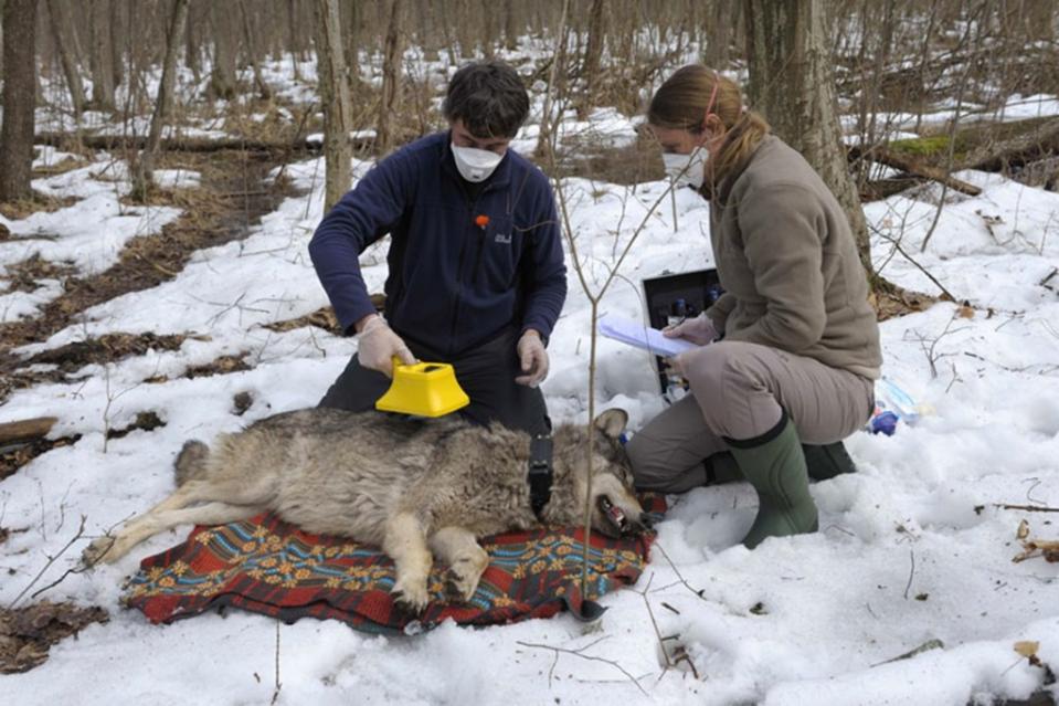 Scientists examine a wolf in the Chernobyl zone, measuring the radioactive contamination levels. PBS