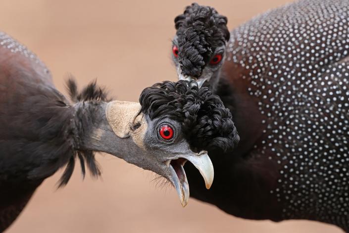 Wildlife Photographer of the Year People’s Choice Award Shortlist - That's the spot! By Richard Flack, South Africa