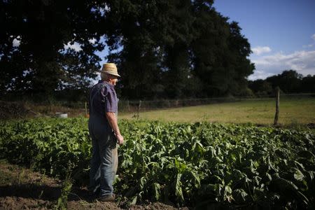 A French farmer is seen in a field near Molac, central Brittany, France, September 1, 2015. REUTERS/Stephane Mahe