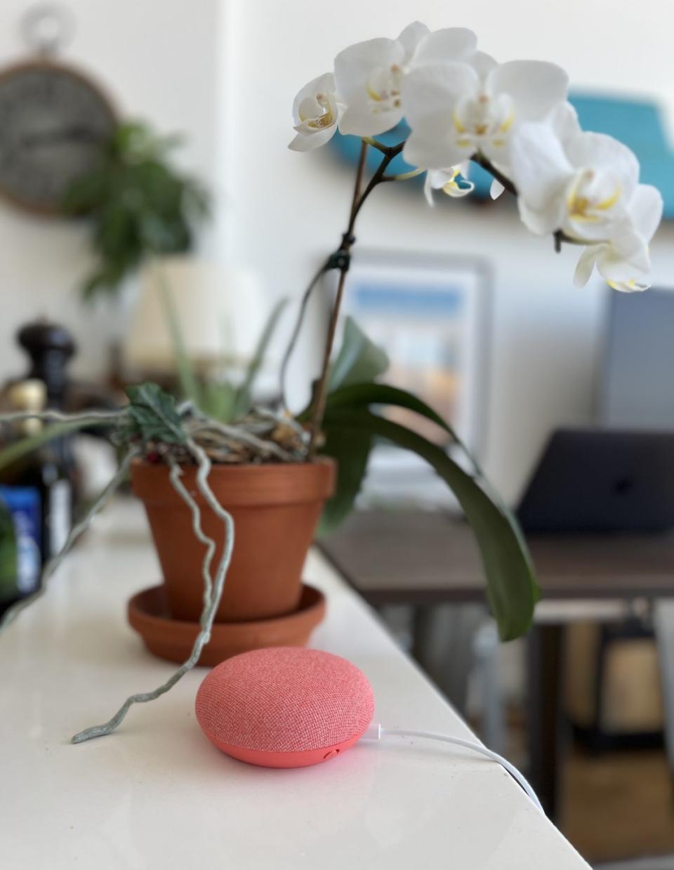 nest mini on countertop