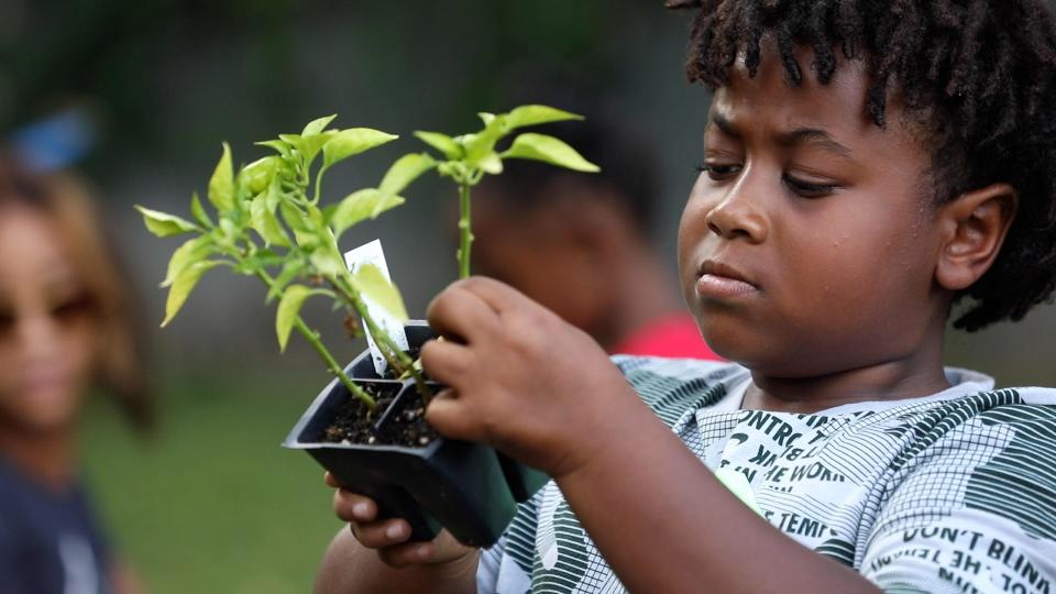 A youth looks over his plant before putting it into a garden bed. There are several ways adults can introduce children to gardening, including winter seed projects, container gardening and story time.