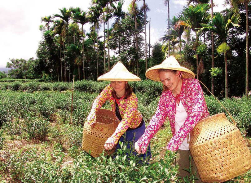 至少要在海拔1千公尺以上產的茶葉，才能稱為高山茶。圖為南投鹿谷鄉茶園。（圖／報系資料庫）