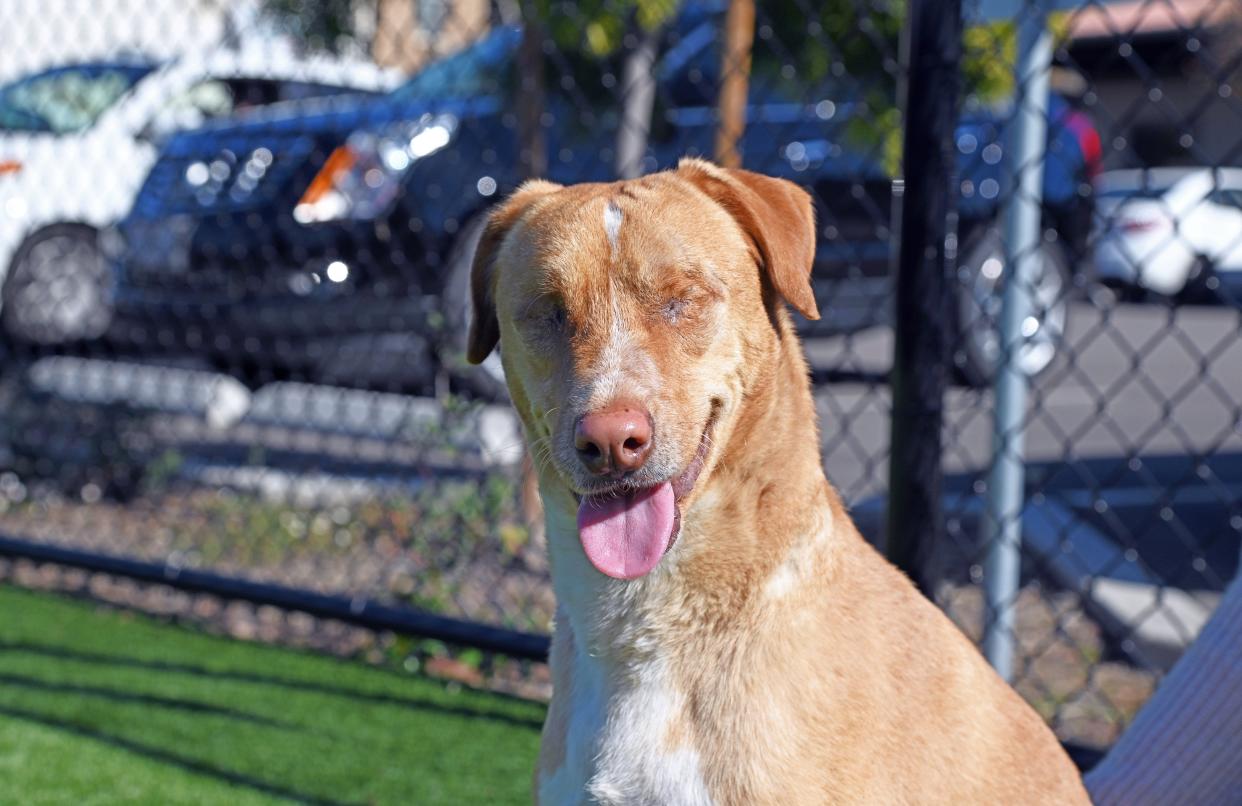 Animal shelter receives $12,000 in donations after sharing story of dog who was left blind by previous owners  (Helen Woodward Animal Shelter)