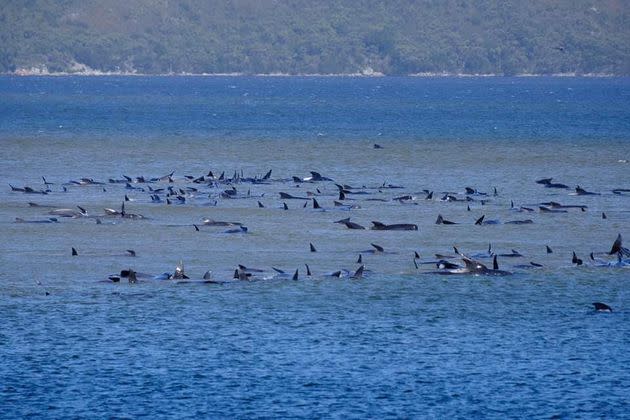 Stranded pilot whales are seen in Macquarie Heads, Tasmania, Australia September 21, 2020.