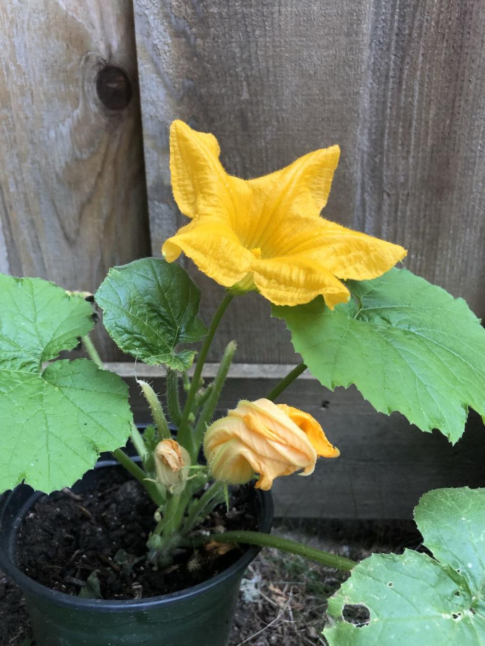 7) How to Grow Summer Squash in a Container