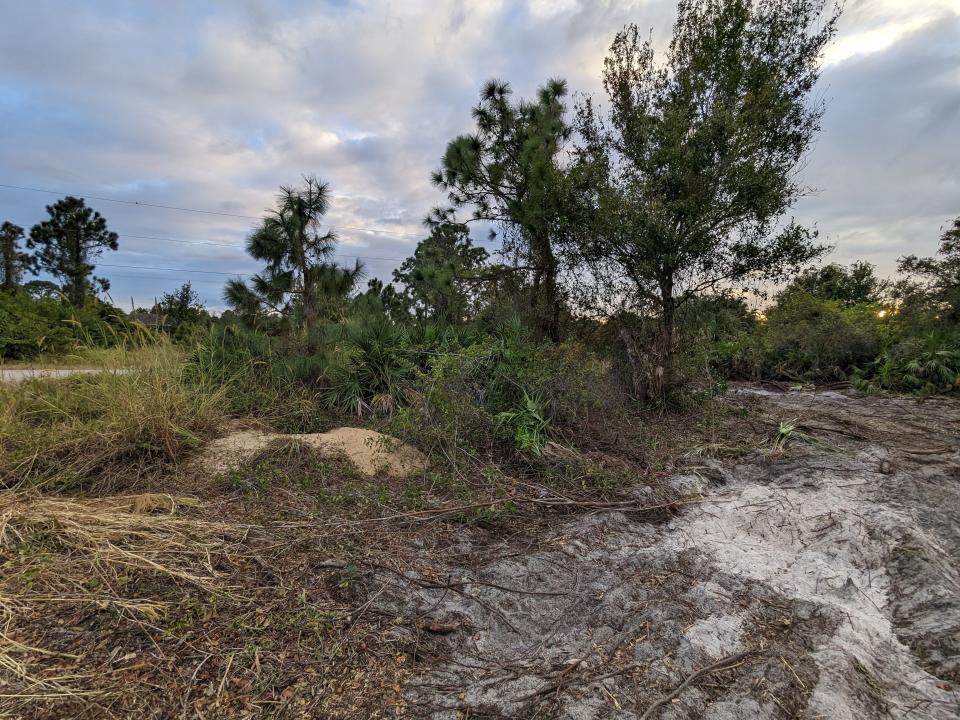 A gopher tortoise burrow, left, next to recently cleared Lehigh Acres land where several other burrows were collapsed by heavy equipment that may have buried the reptiles.