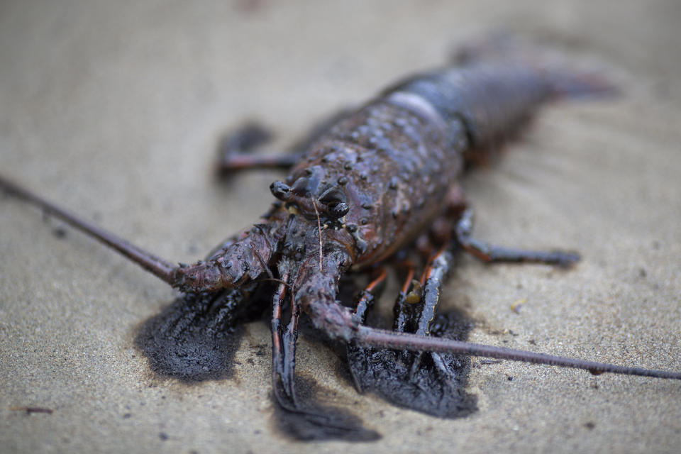 GOLETA, CALIFORNIA - MAY 20:  An oil-covered lobster lies dead on the beach after an oil spill near Refugio State Beach on May 20, 2015 north of Goleta, California. About 21,000 gallons spilled from an abandoned pipeline on the land near Refugio State Beach, spreading over about four miles of beach within hours. The largest oil spill ever in U.S. waters at the time occurred in the same section of the coast where numerous offshore oil platforms can be seen, giving birth to the modern American environmental movement.  (Photo by David McNew/Getty Images)