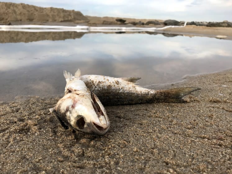 A dead fish at the mouth of the Santa Ana River, where sand berms and oil booms are in place to contain an oil spill